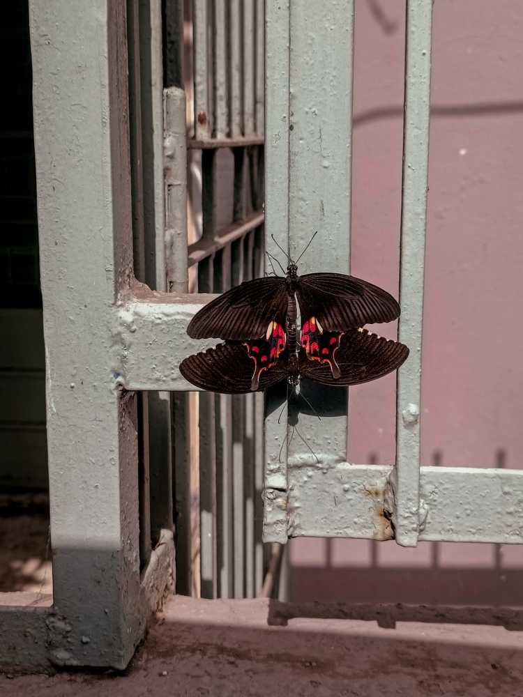 Photograph by Patel Harsh Vijaybhai