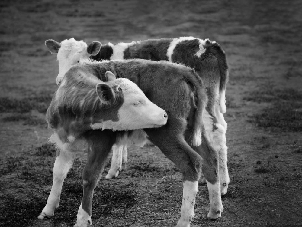 Photograph by Irina Tersenova