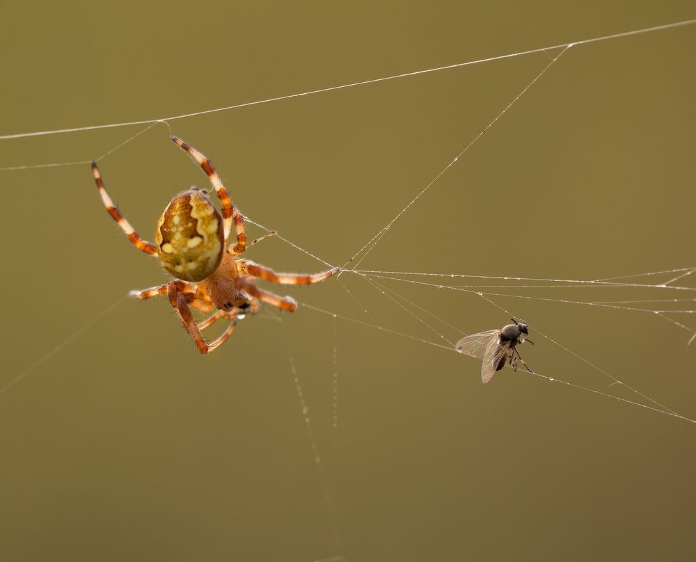 Photograph by Евгения Левина
