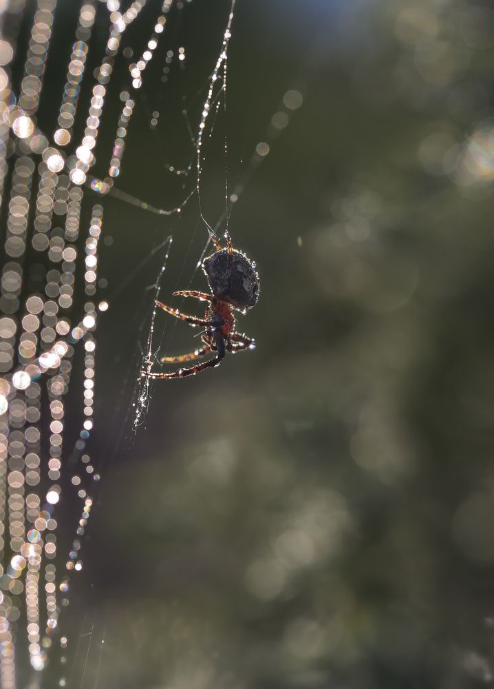 Photograph by Евгения Левина
