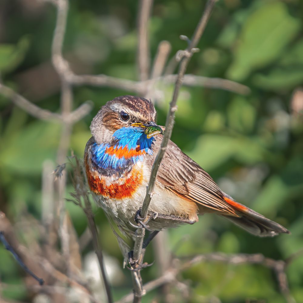 Варакушка на ветке