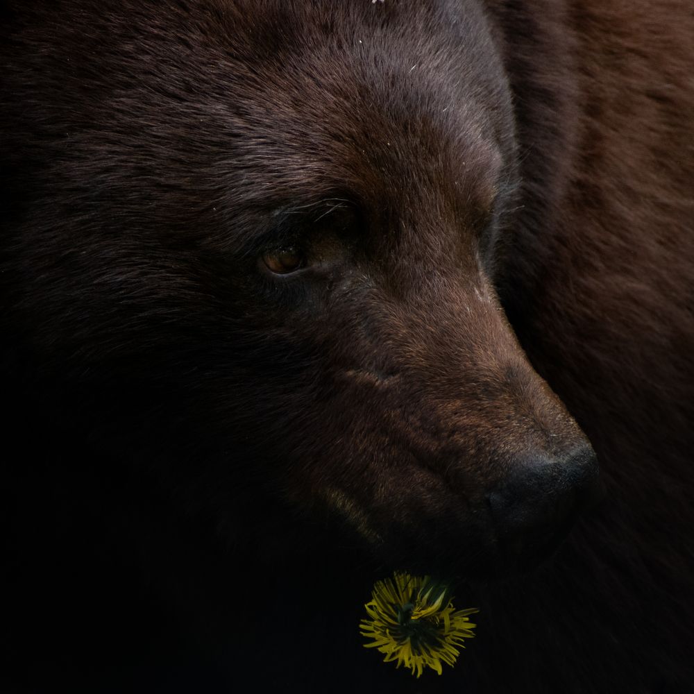 Brown Bear And A Dandelion