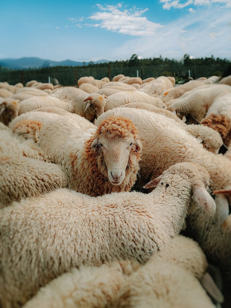 Amongst the flock, one sheep's gaze stole my heart.