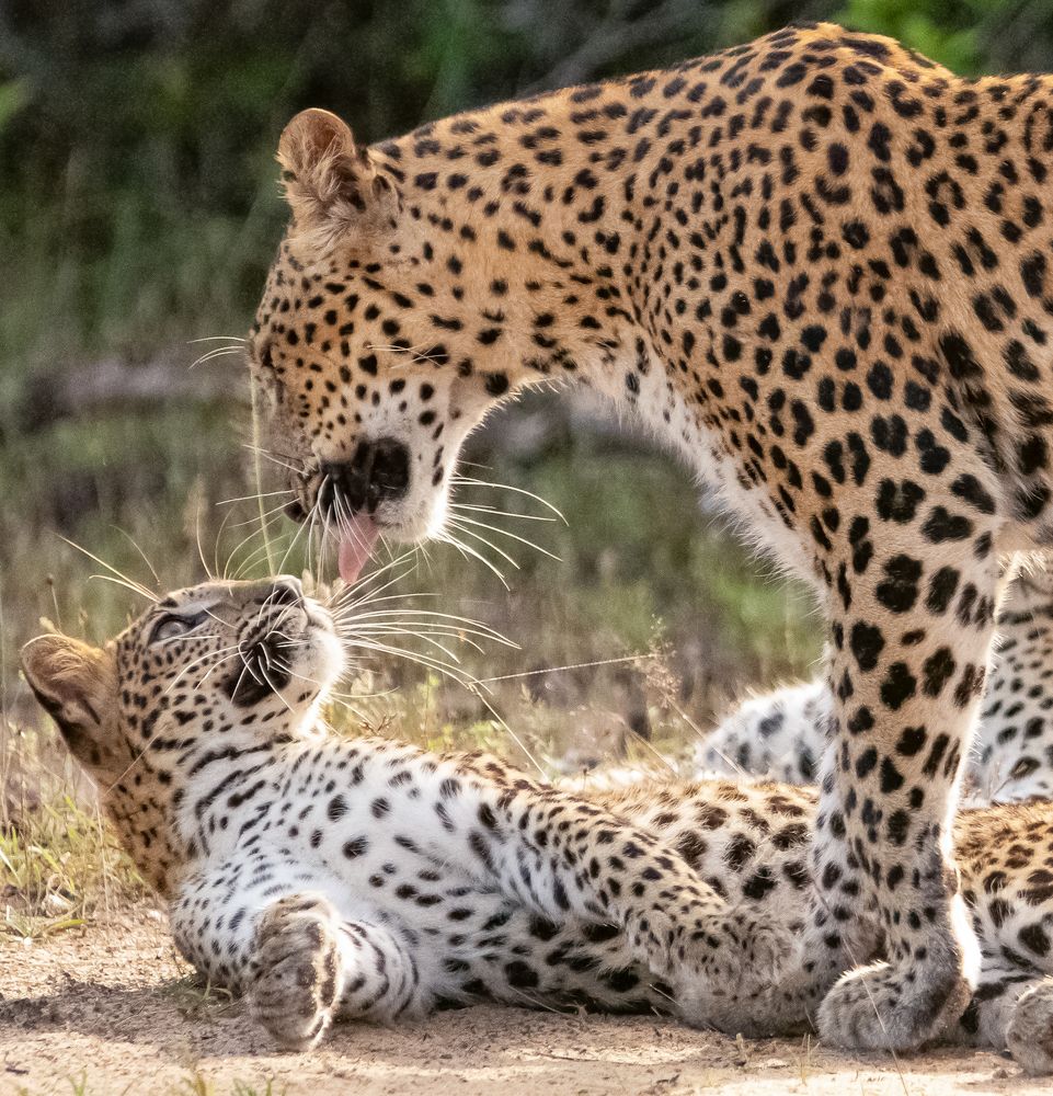 Photograph by Isuru Ranadheera