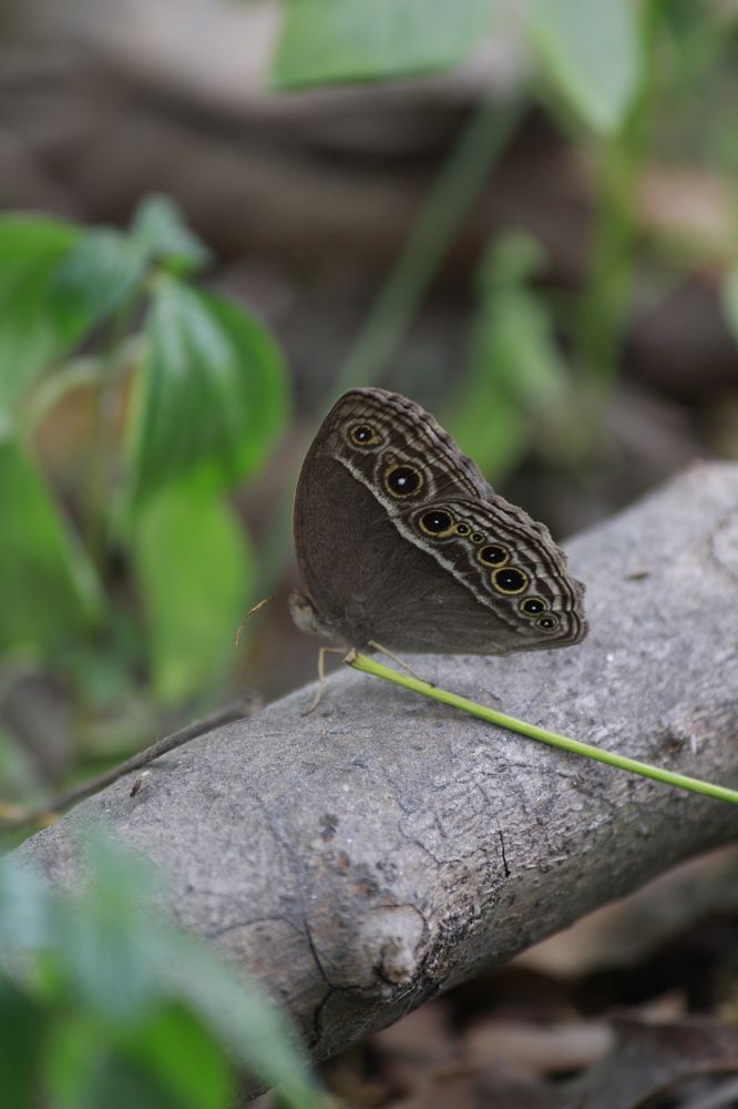 Photograph by DEEPAYAN MODAK