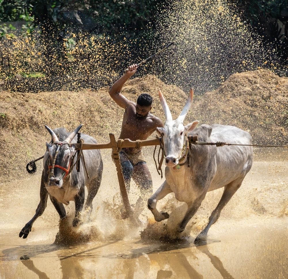 The ultimate race of speed and strength!