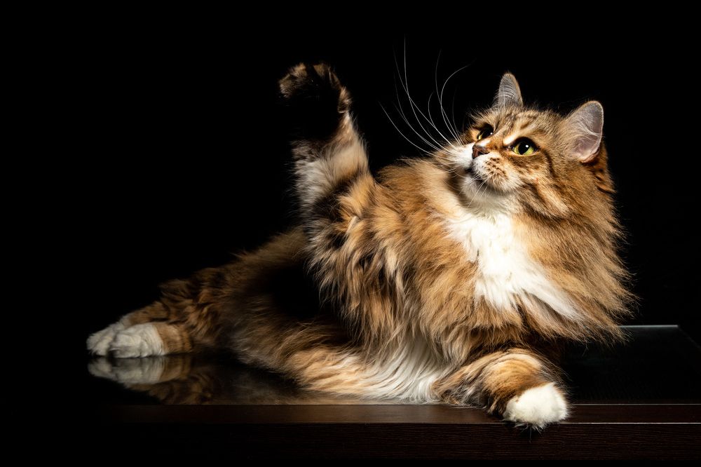 Photograph by Владимир Охрименко