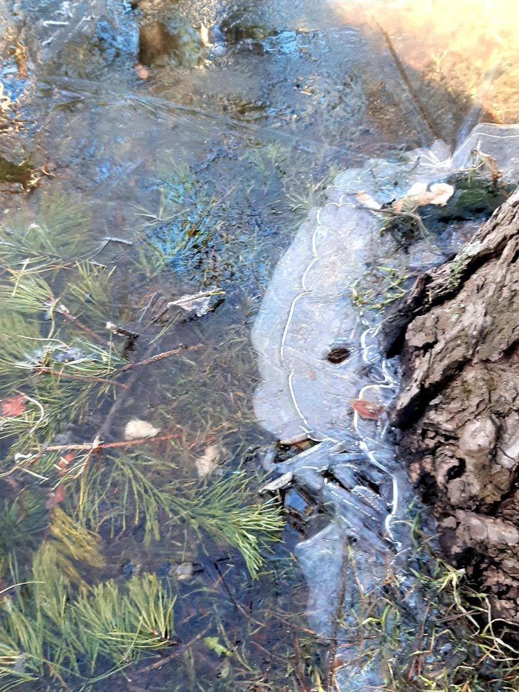 Фотография автора Наталья Шендяпина