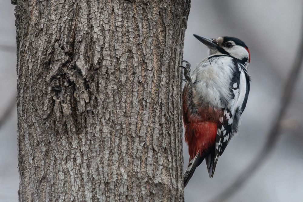 Photograph by Виктор Чернюк