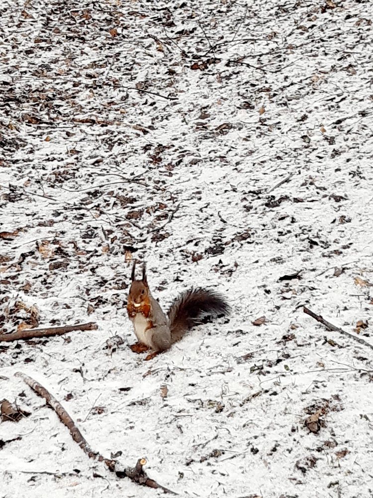 Фотография автора Наталья Шендяпина