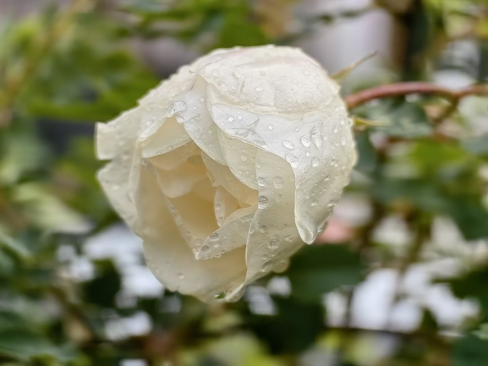 Photograph by Сергей Горелов