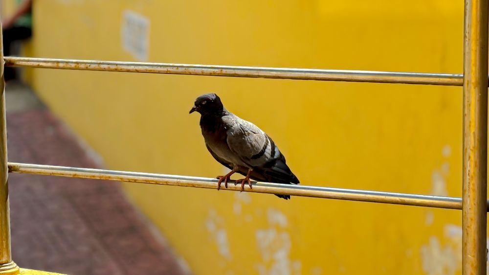 Photograph by Venu Peyyala