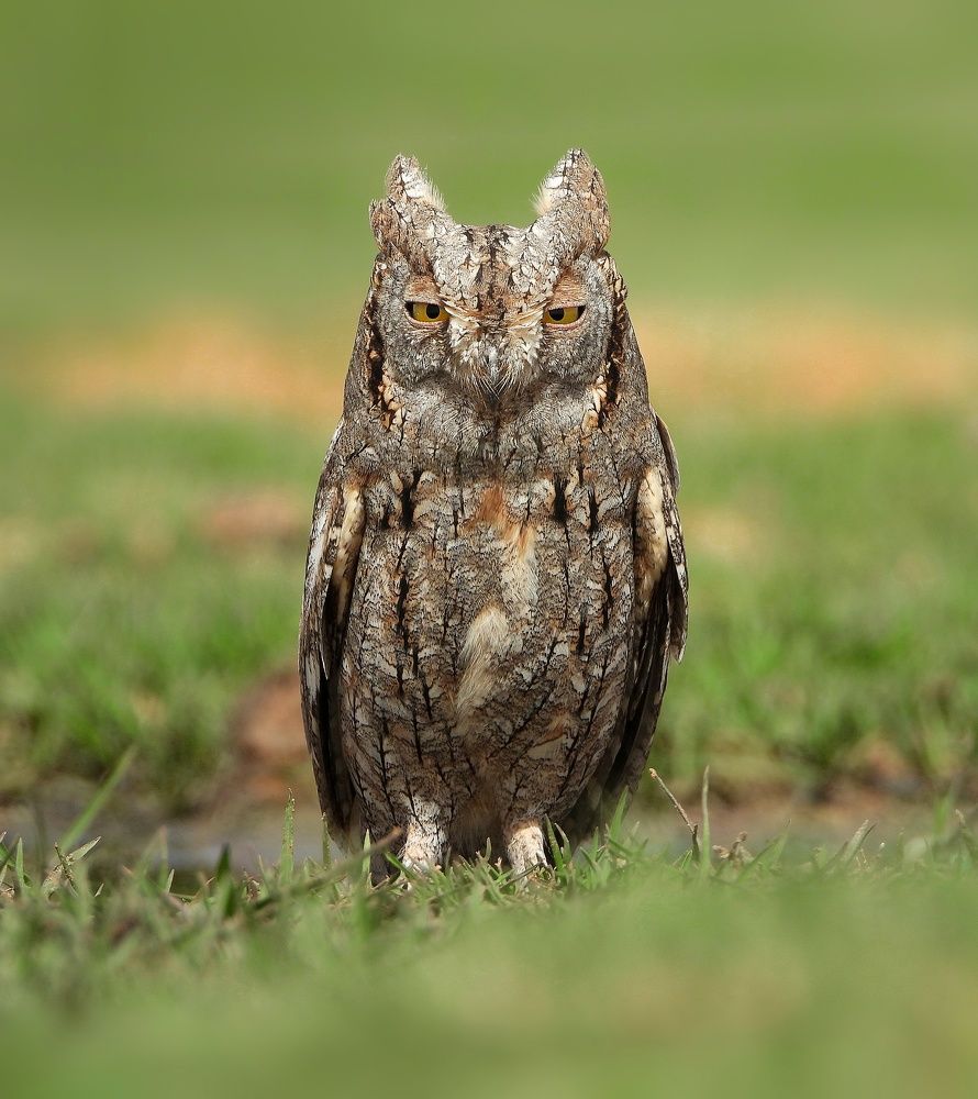 Le mignon p\'tit duc