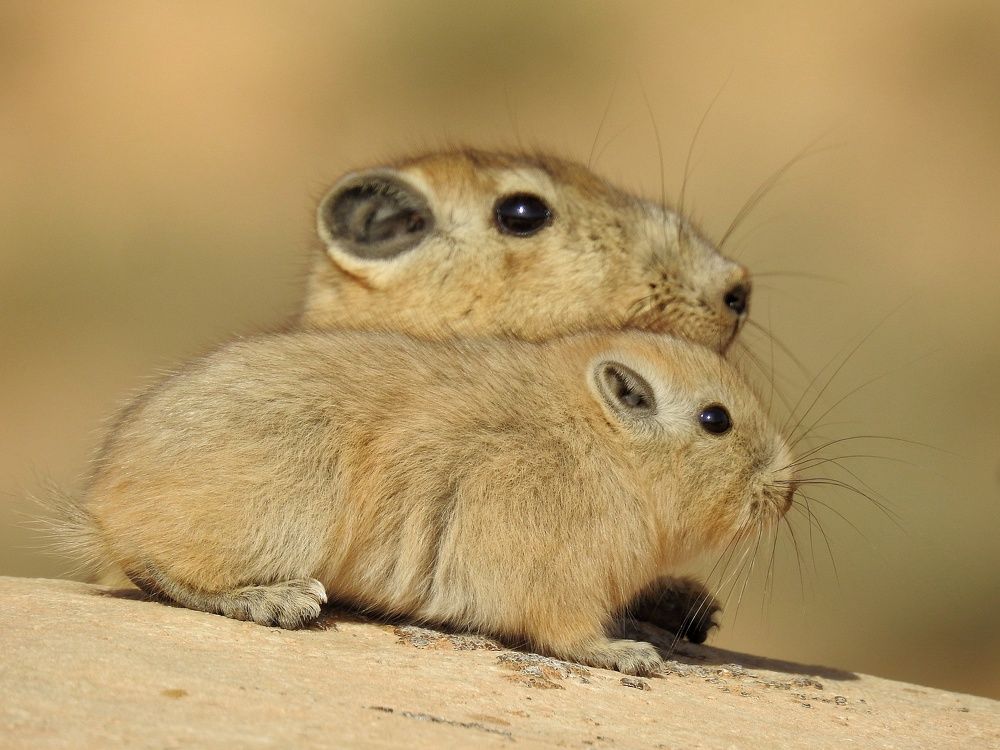 Like father, like son, Goundi d'Atlas from Algeria