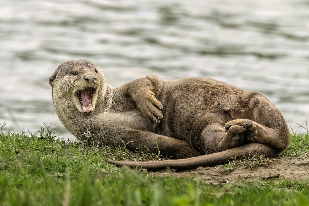 Фотография автора Surajeet Rajkhowa