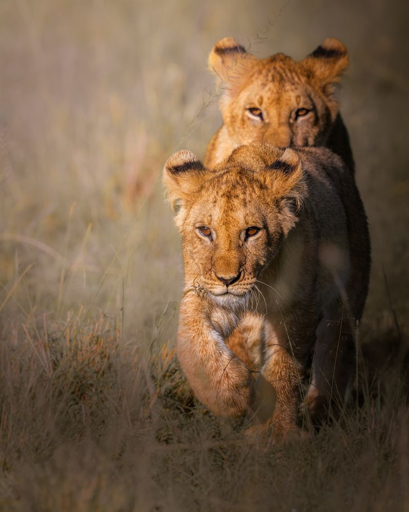 Photograph by Ravindra Kapu