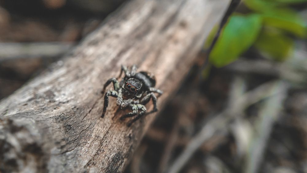 Photograph by Venu Peyyala