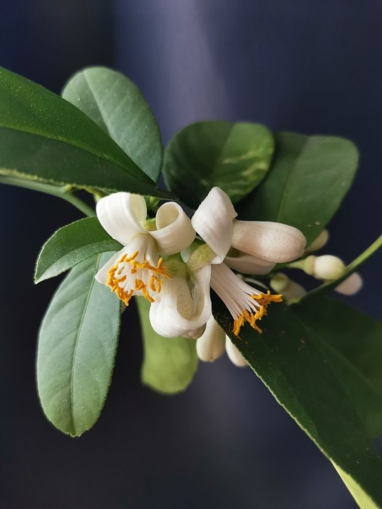 Зарождение