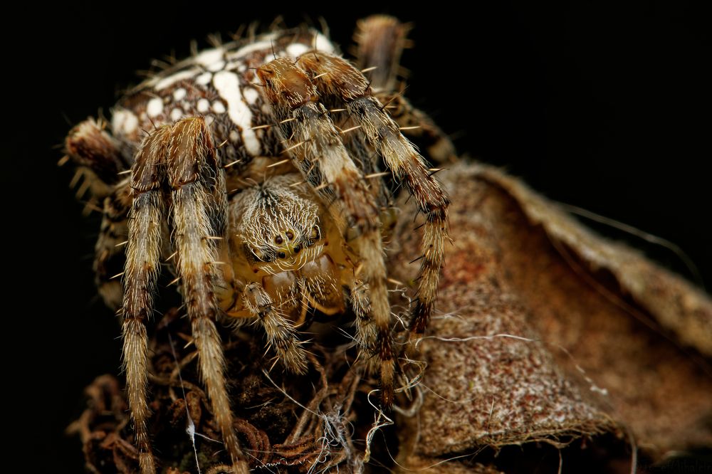 Фотография автора Jozef Mihalčin