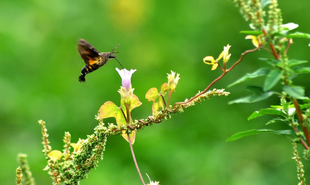 Photograph by Joko Prayitno