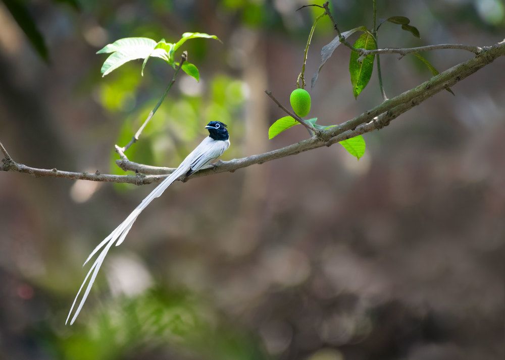Photograph by Biplab das
