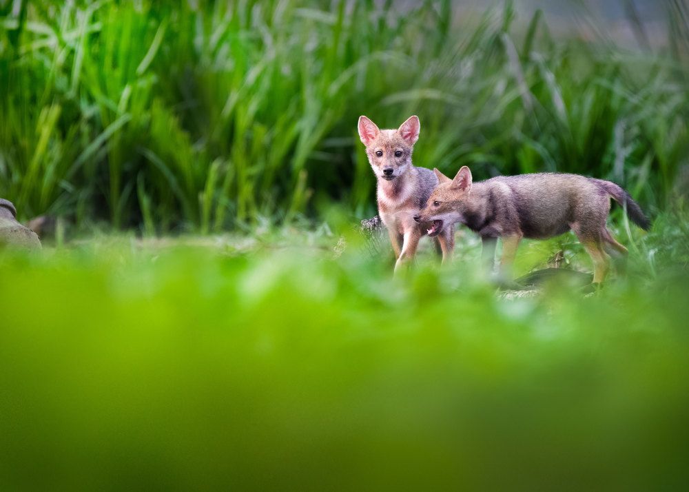 Photograph by Biplab das