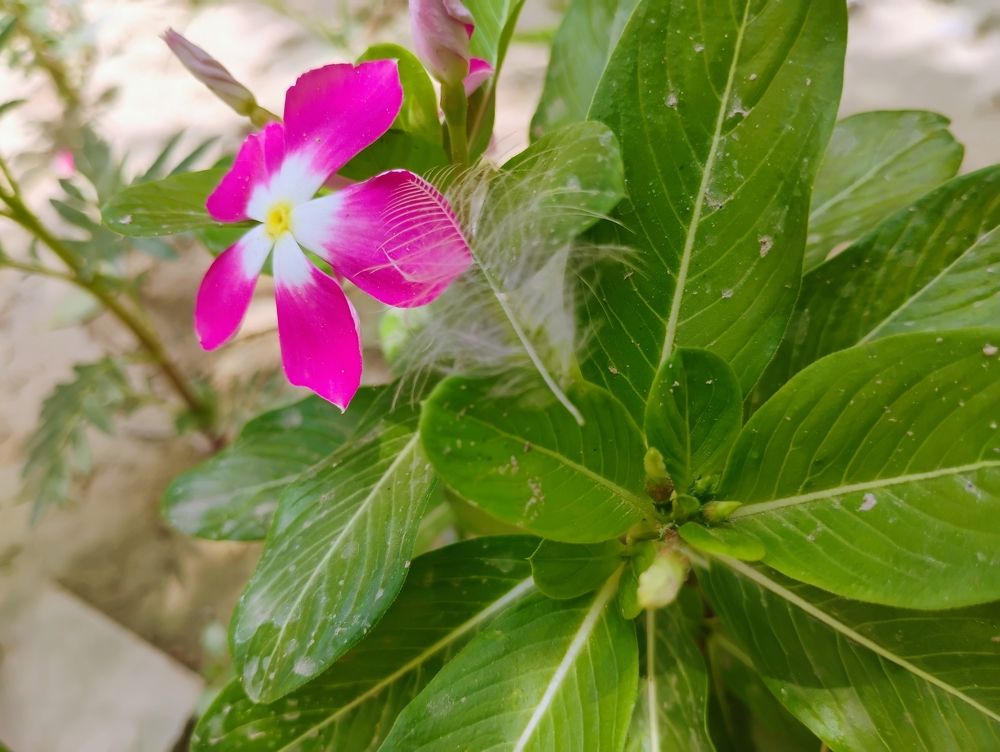 Nature , flower