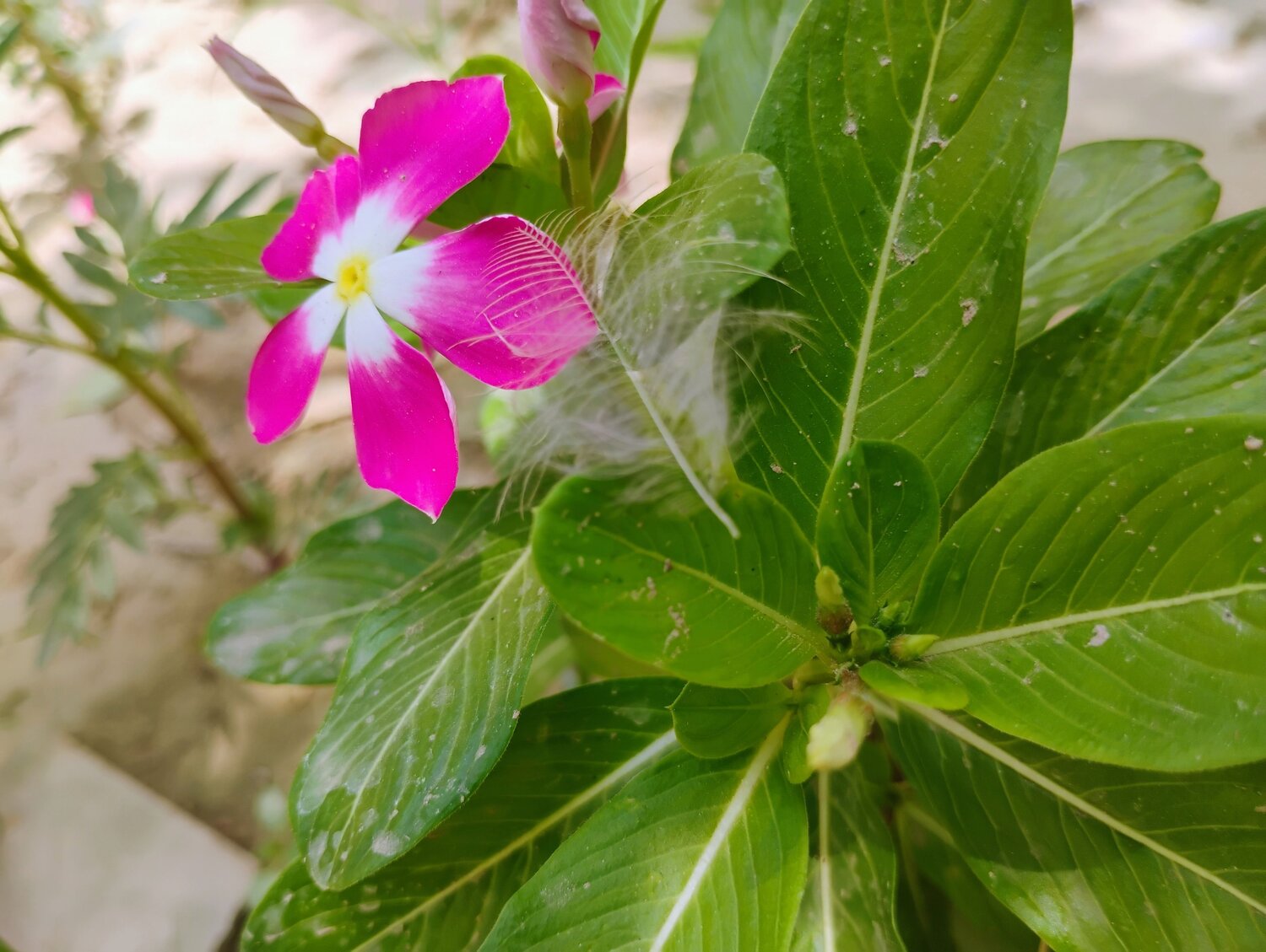 Nature , flower