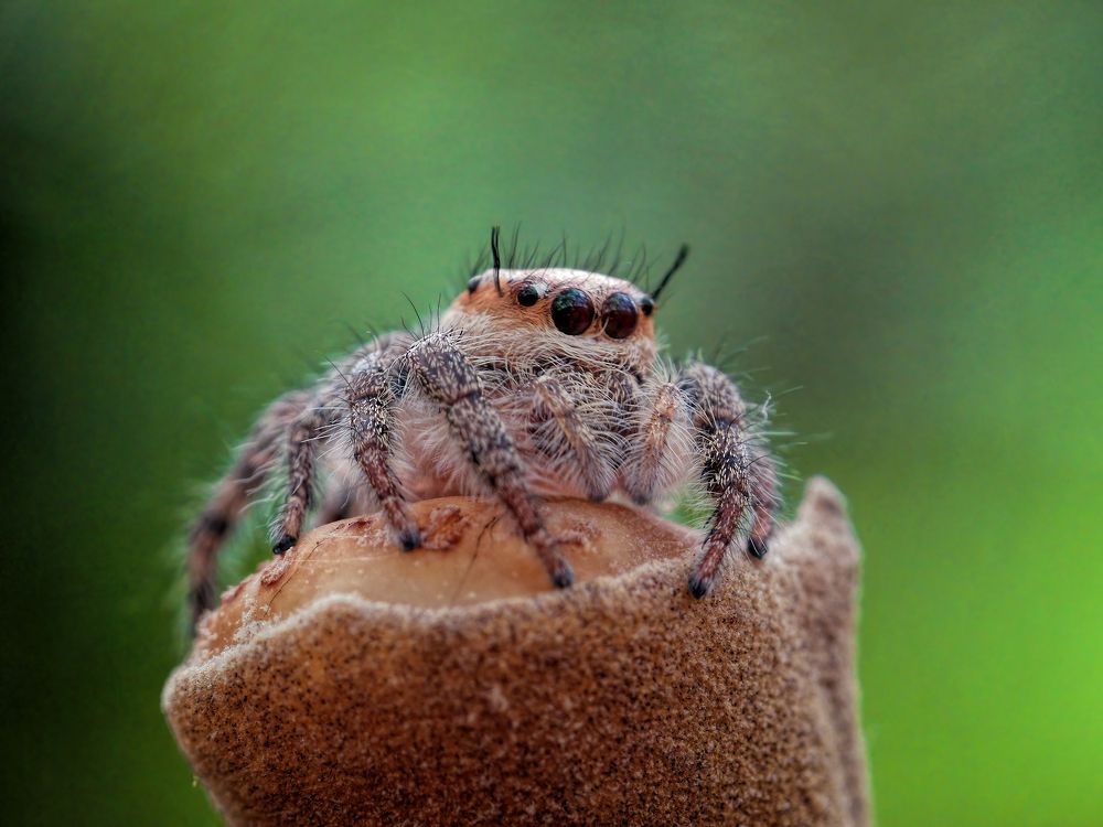 Photograph by Joko Prayitno