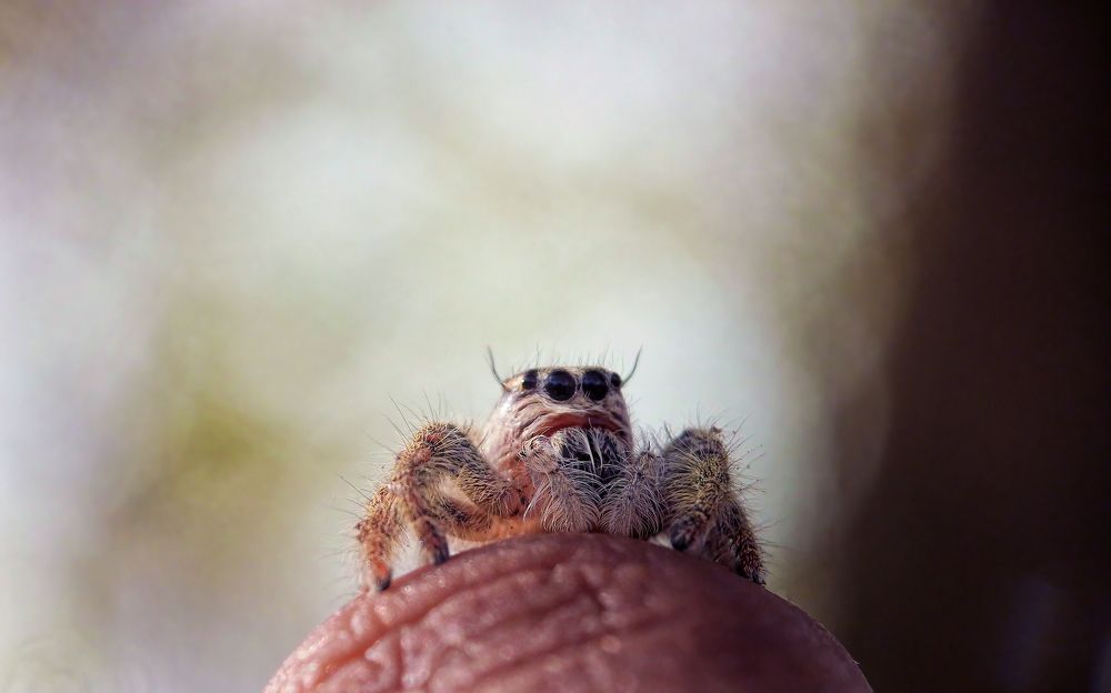 Photograph by Joko Prayitno