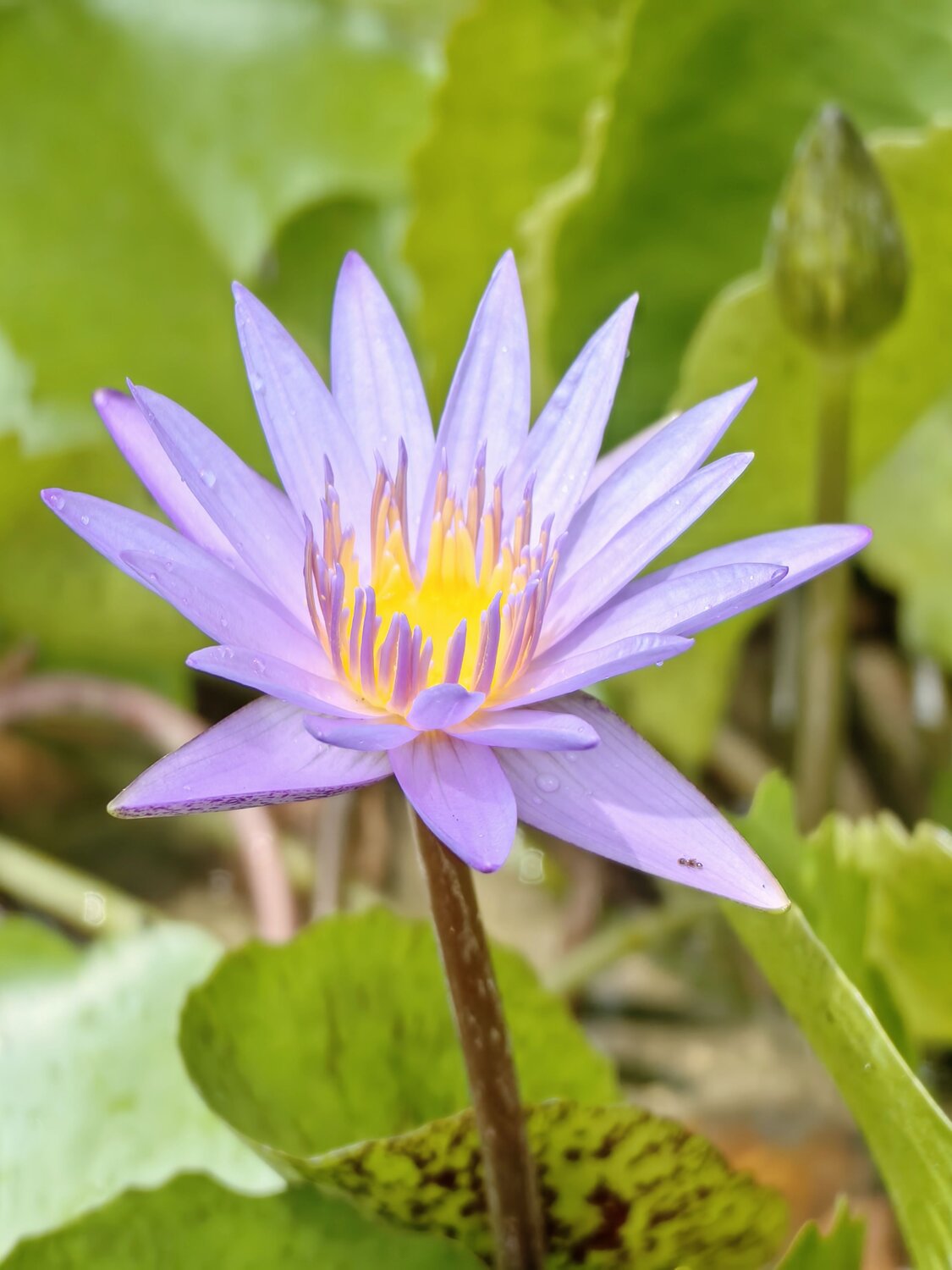 Purple Water Lily Flower in Bloom
