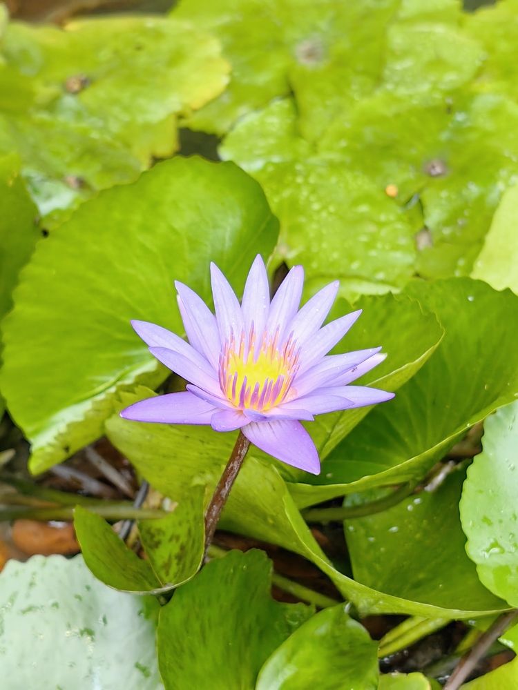 Photograph by Sumon Barman