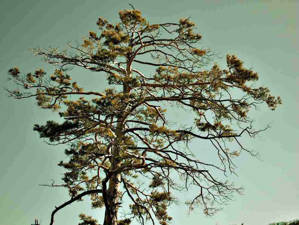 Photograph by Олег Хамуев