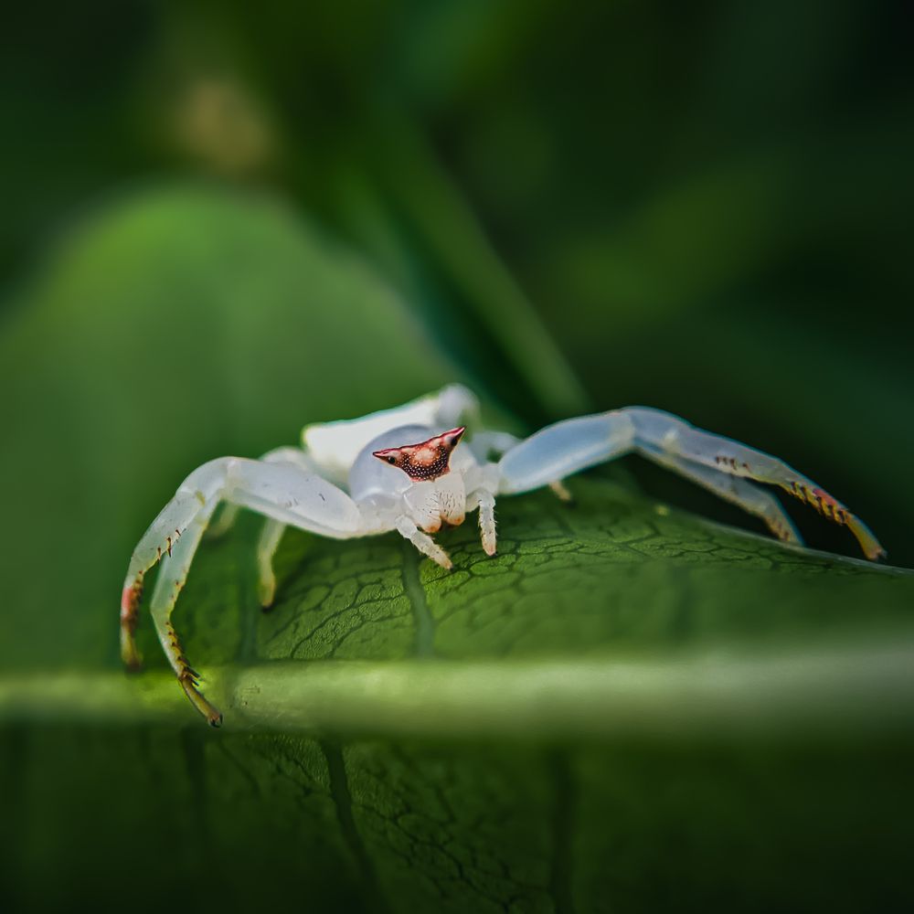 Photograph by Tharusha Dilshan