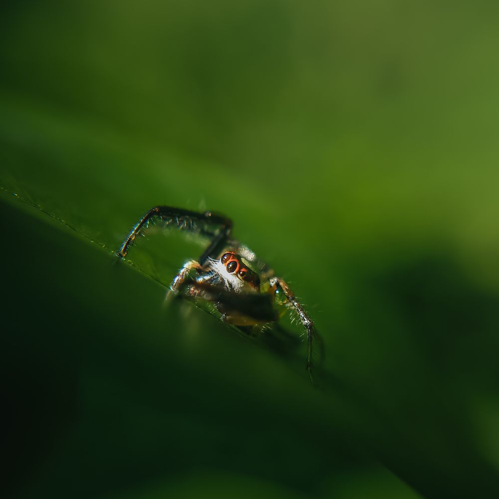 Photograph by Tharusha Dilshan