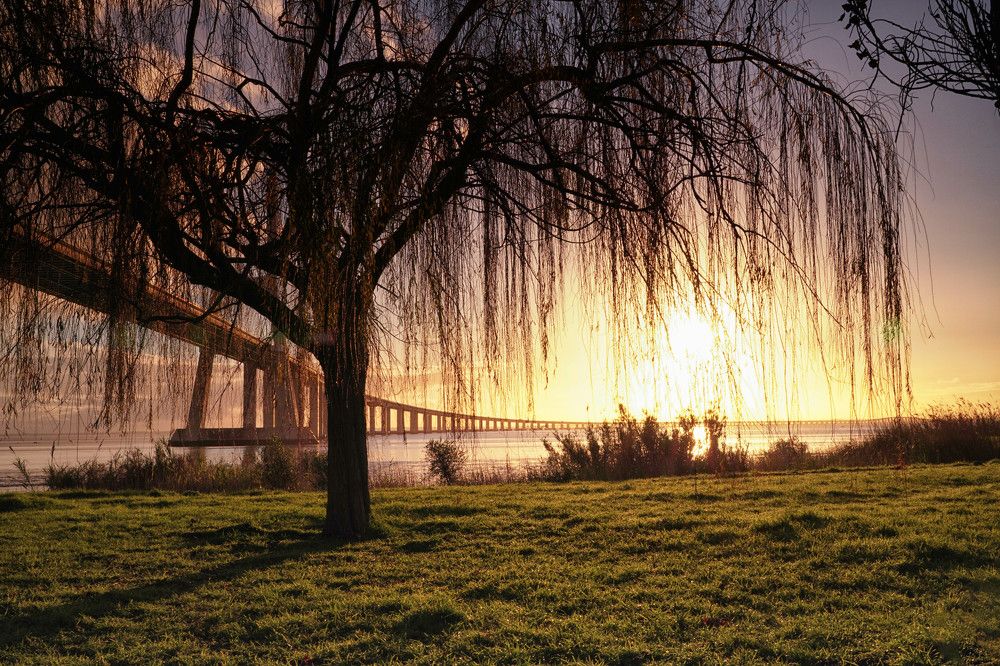 Photograph by Mário C.