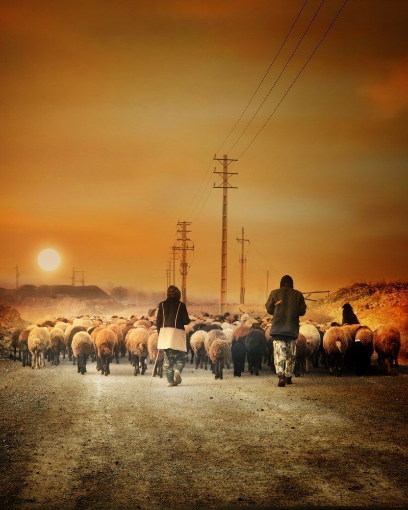 Фотография автора reyhane  khavaninzadeh