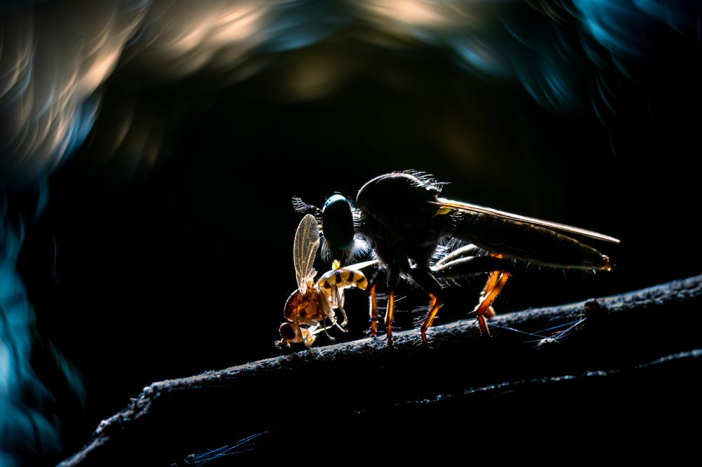 Photograph by Padmanava santra