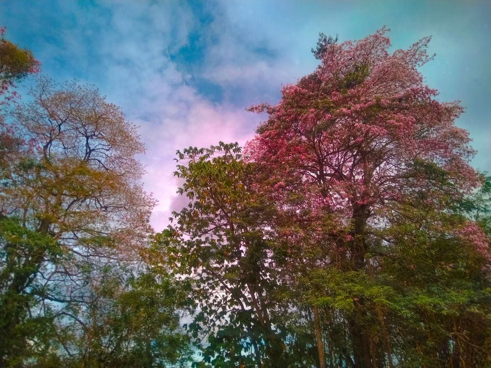 The Beautiful Nature