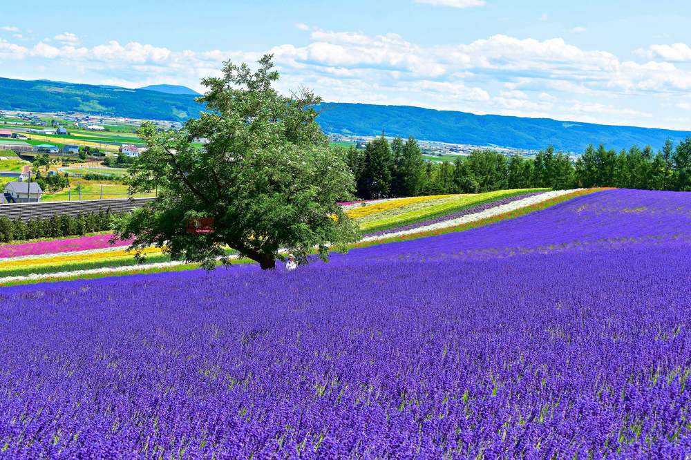 Фотография автора Sen Abhijit