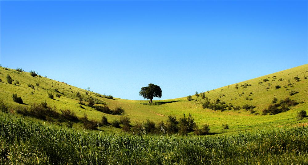 Фотография автора hasan sorena jouri