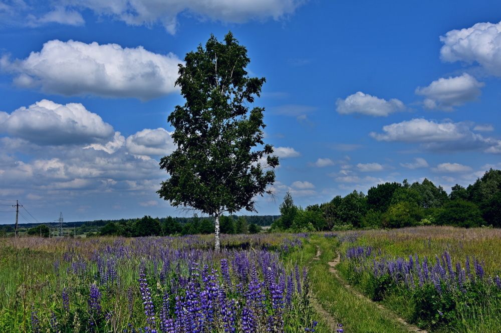 Photograph by Ирина Алексеева
