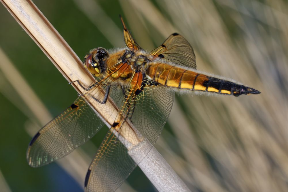 Photograph by Юрий Теплухин