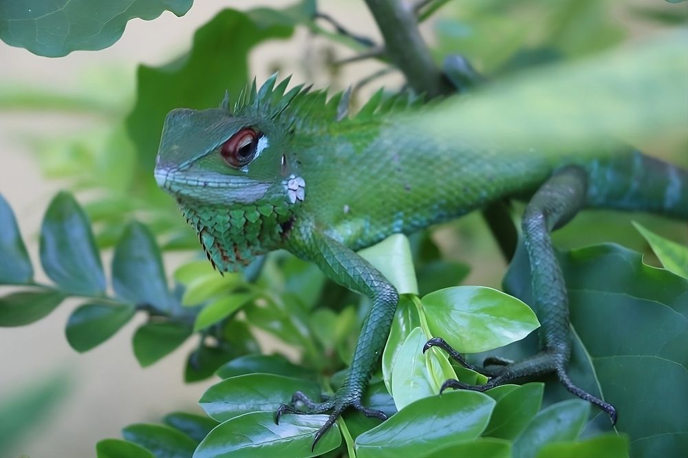 Photograph by Dimuth De Zoysa