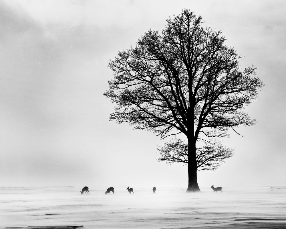 Photograph by Silvija Danelsone