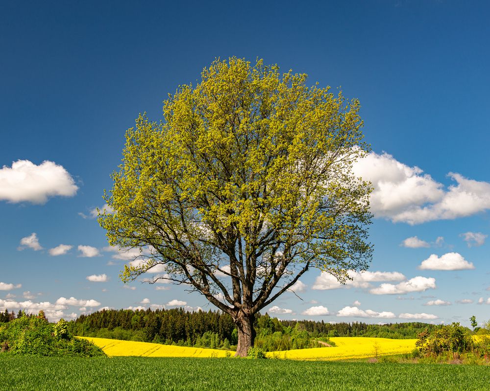 Photograph by Silvija Danelsone