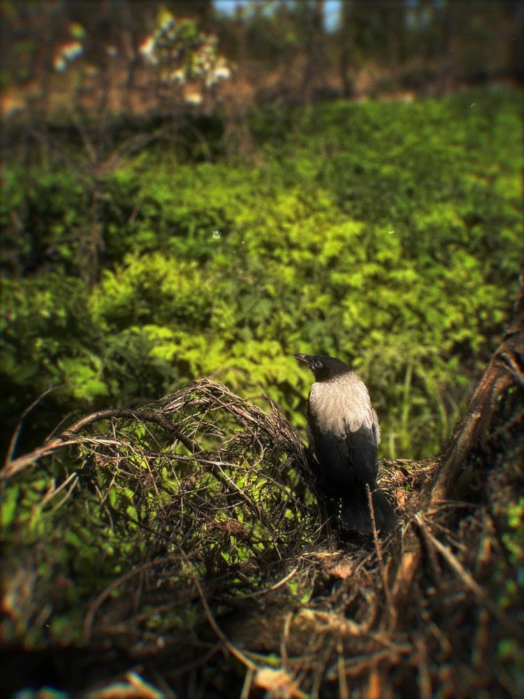 Photograph by Нюрок Конусова