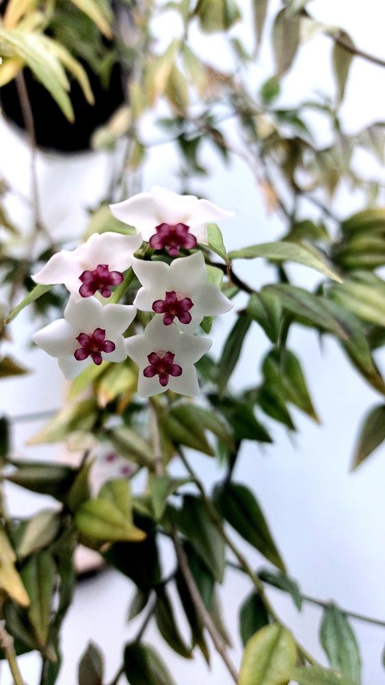 Фотография автора Максим Владимирович