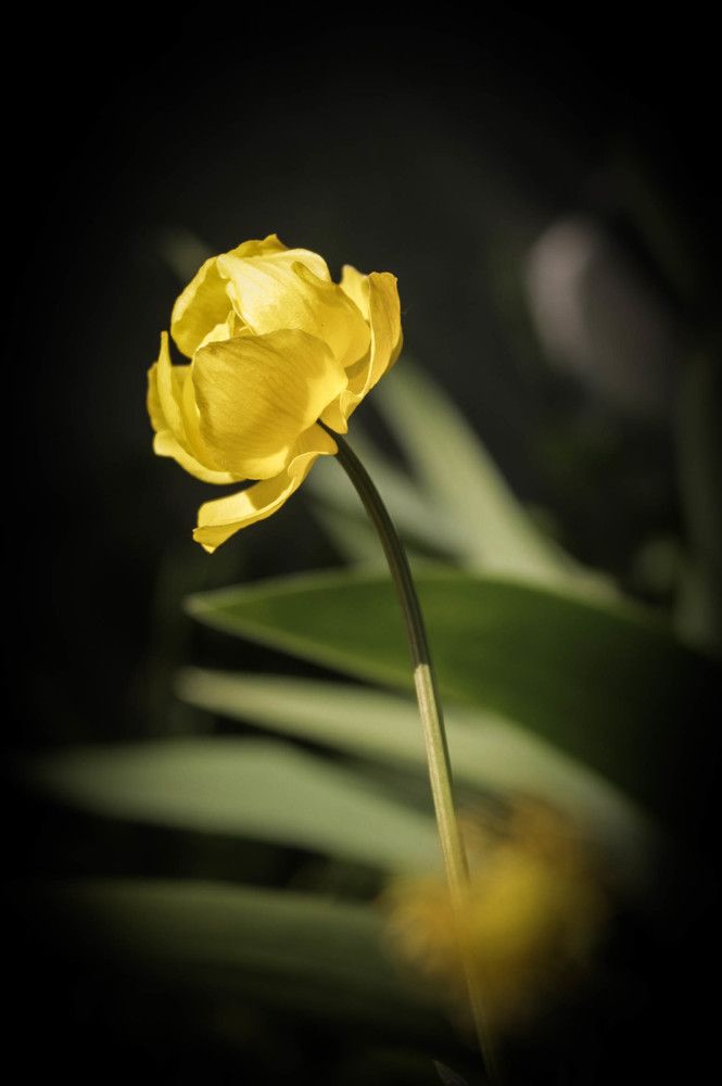 Купальница огородная.Италмас.