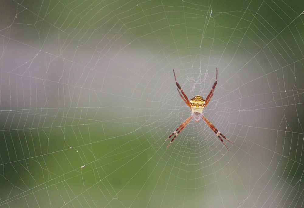 Photograph by Gopinath JM